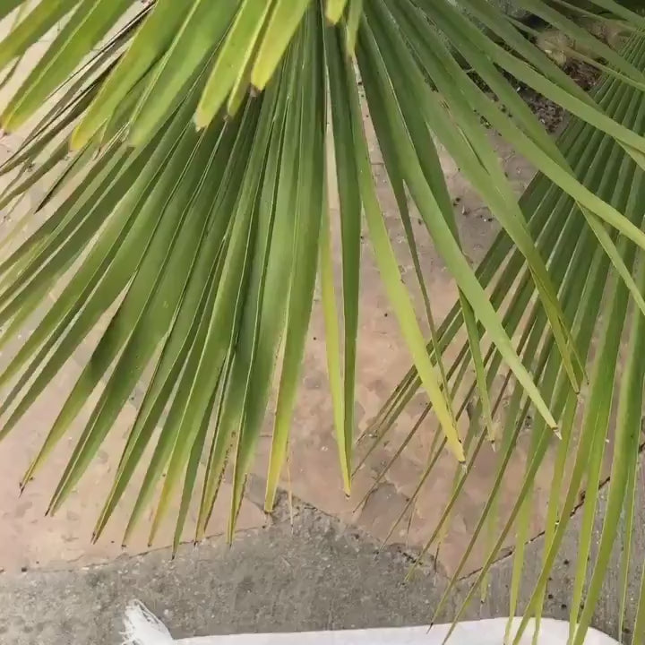 Bucket Sun Hat in Olive Green Corduroy for Women